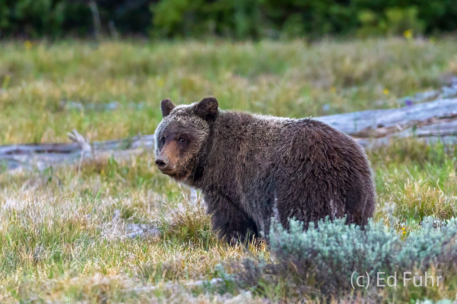 A Tough Life Miracle has faced long odds but her steady presence in the meadows of the Grand Teton is a special treat to see, especially after...