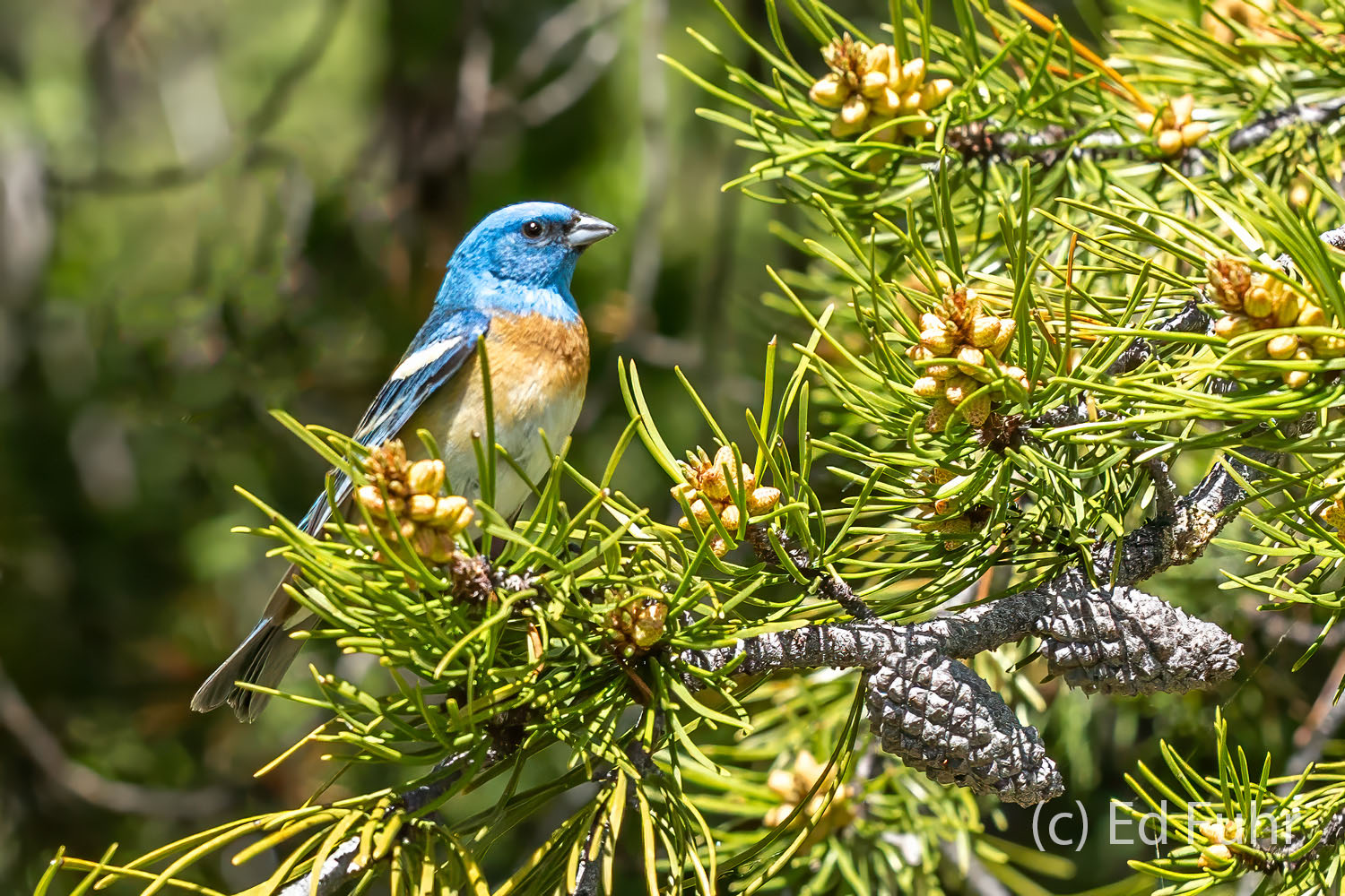 Lazuli Bunting A brilliant male Lazuli Bunting poses on one of the pine branches where he has been feeding. Unlike the indigo bunting, these...
