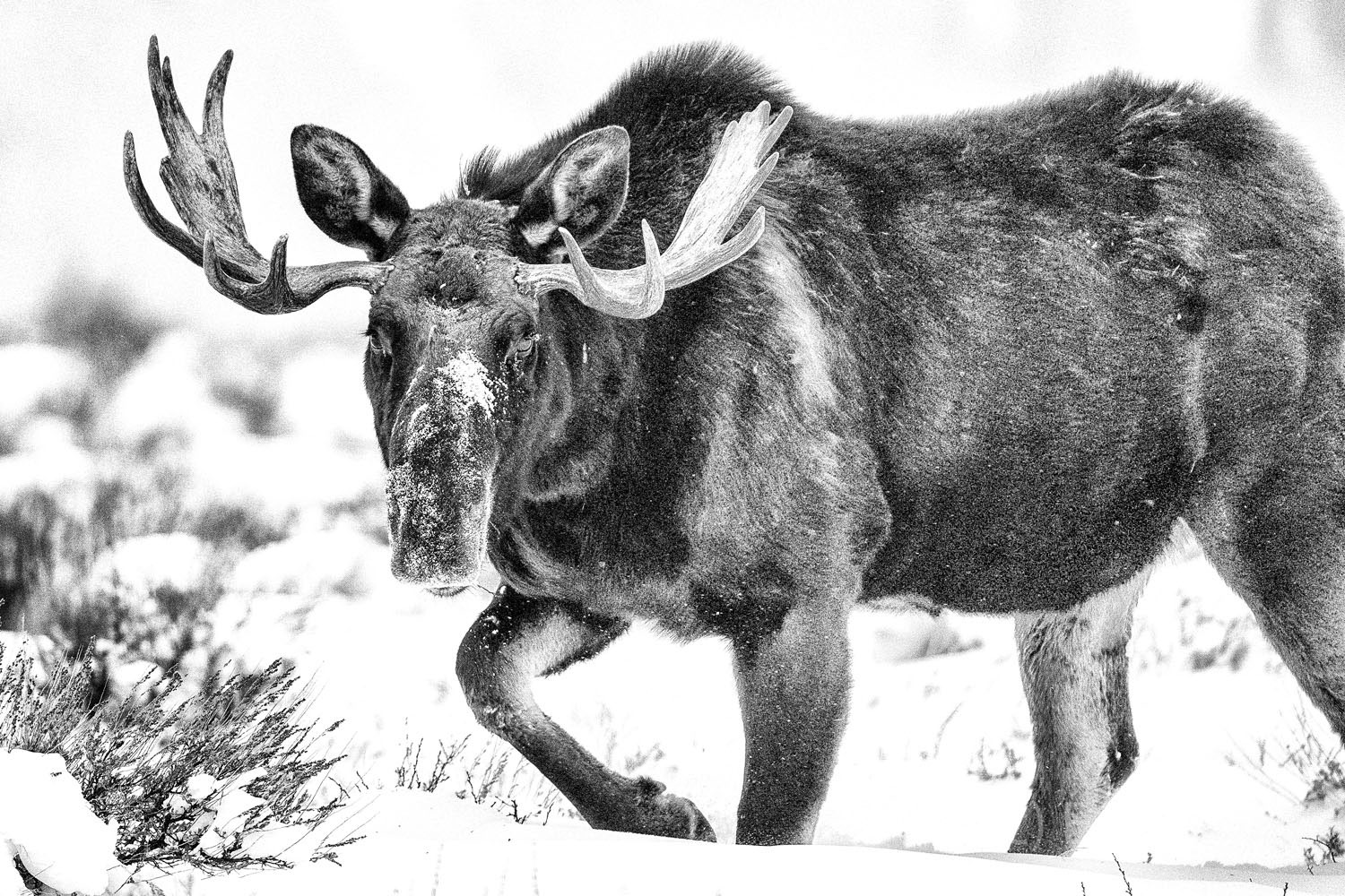 Eye to Eye winter, 2021, moose