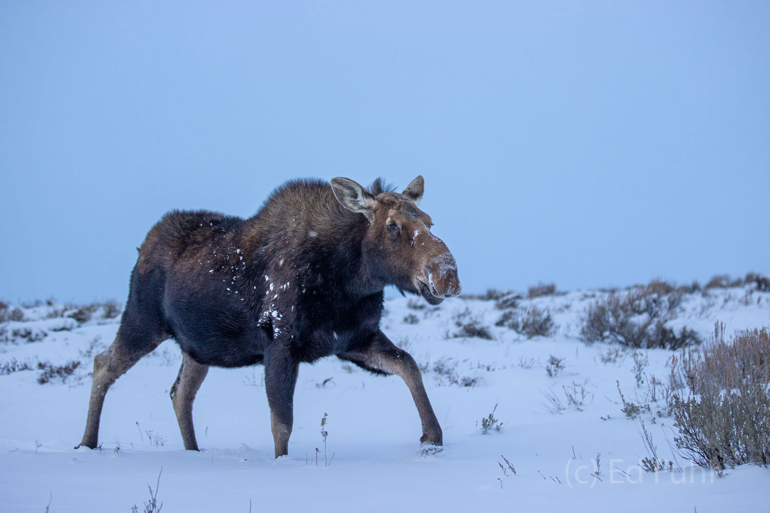 A cow moose makes her way into a strong wind that heralds the arrival of yet another winter storm.