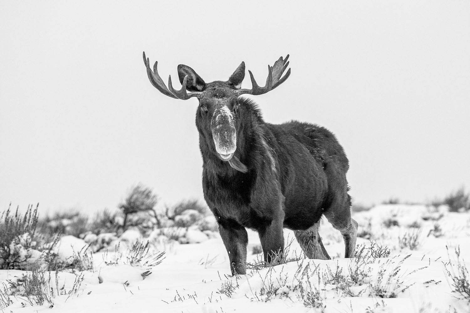 Statuesque winter, 2021, moose
