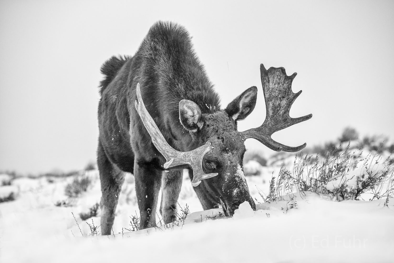 A large bull moose forages through the deepening snow.