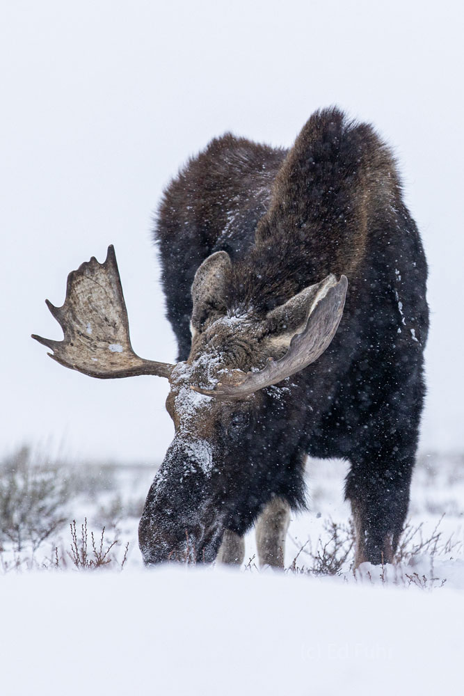Winter Moose winter, 2021, moose