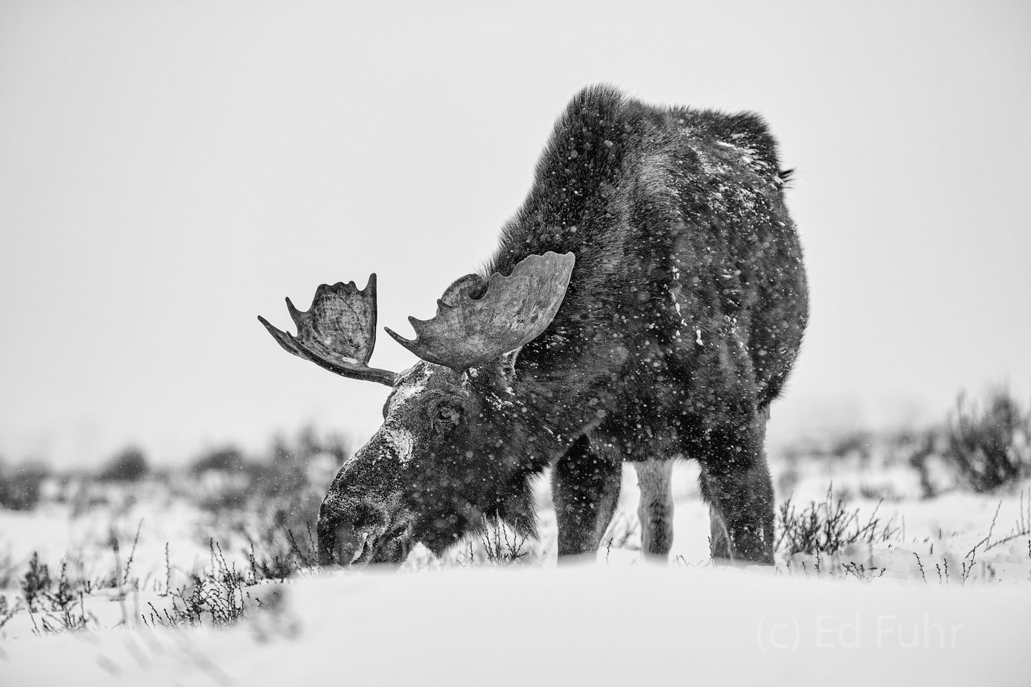 Moose By the Road winter, 2021, moose