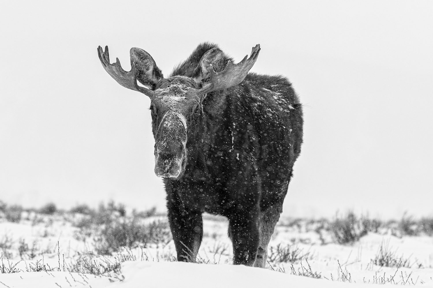winter, 2021, moose