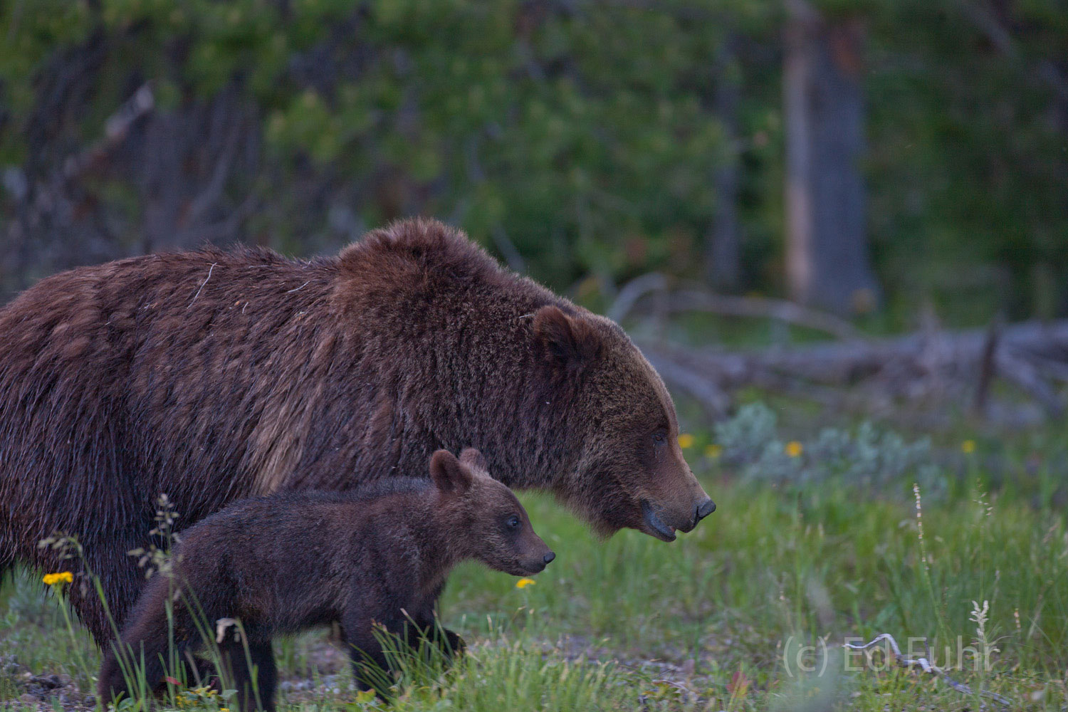 The March Grizzly 399 and one of her three cubs march slowly across a sage meadow.