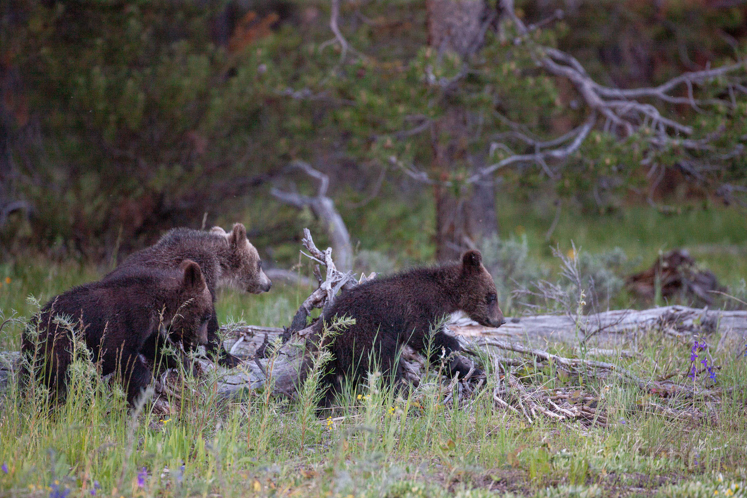 Two of grizzly 399's three cubs play on fallen timbers.