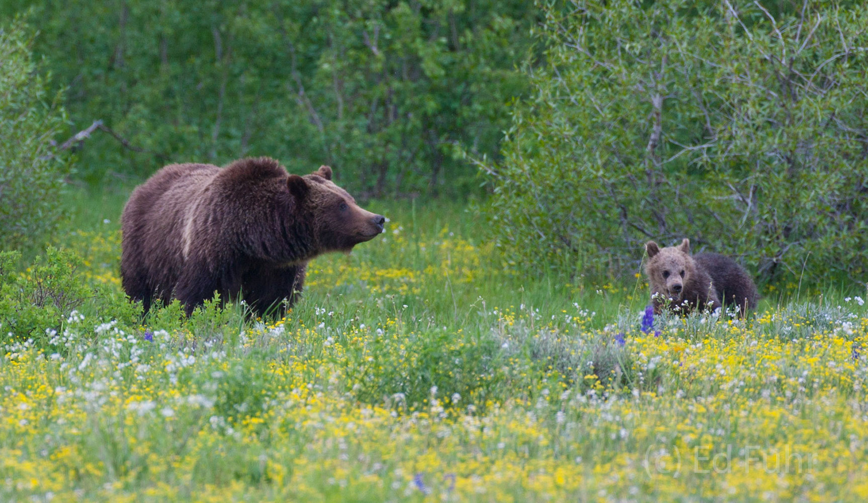 A Quiet Morning in the Meadow Grizzly 399 and one of her three cubs enjoy a quiet morning in the sage and biterroot meadow.