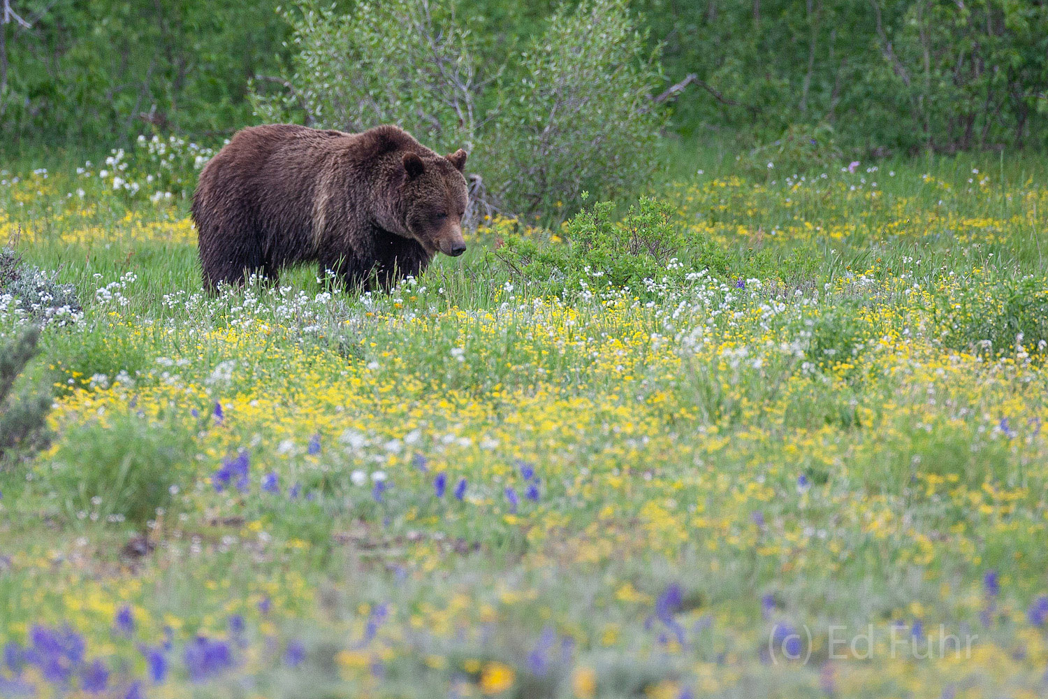 399 in a Flower Filled Meadow, 2011 A young 399 forages in the meadow as her three cubs play nearby.