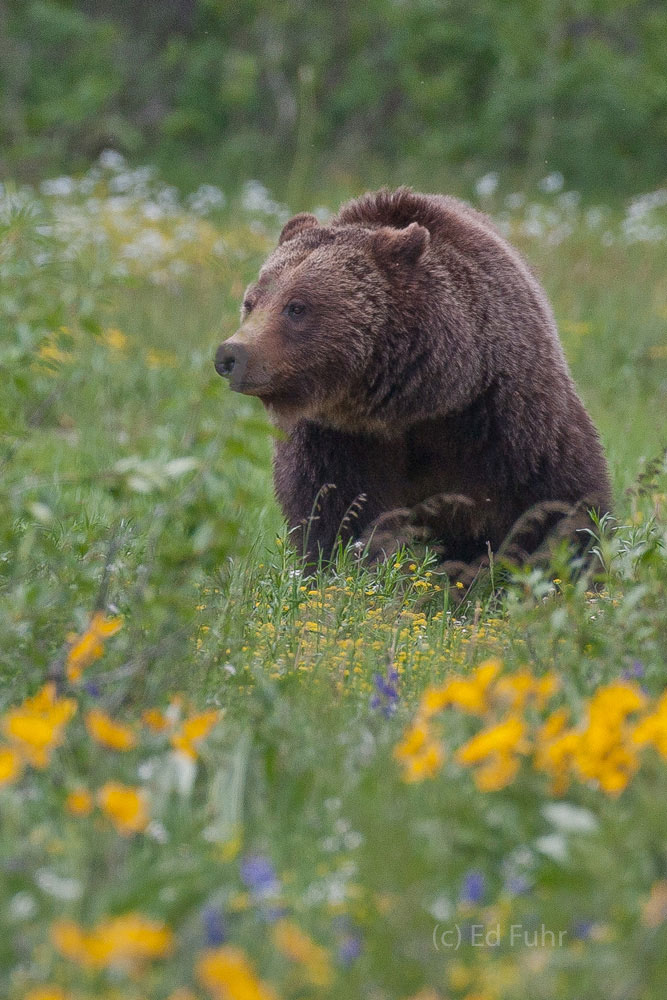 Grizzly 399 approaches through the wildflowers.