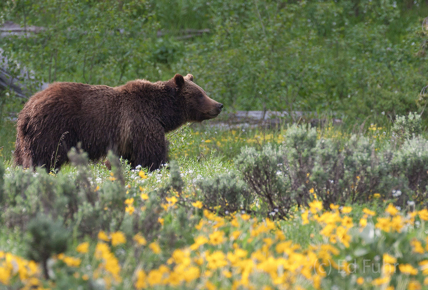 Grizzly 399 looks into the nearby woods where she has detected some sound or smell.