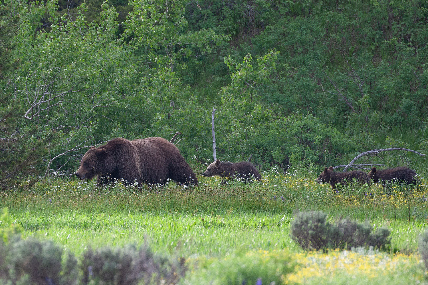 Grizzly matriarch 399 leads her three young cubs across the meadow and into the forest where they will spend the majority of...