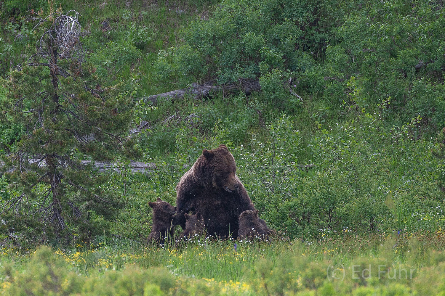 Grizzly 399 Staredown II 399 has been a prolific and effective mom, in part because of her constant care and nourishment of her cubs over two decades.