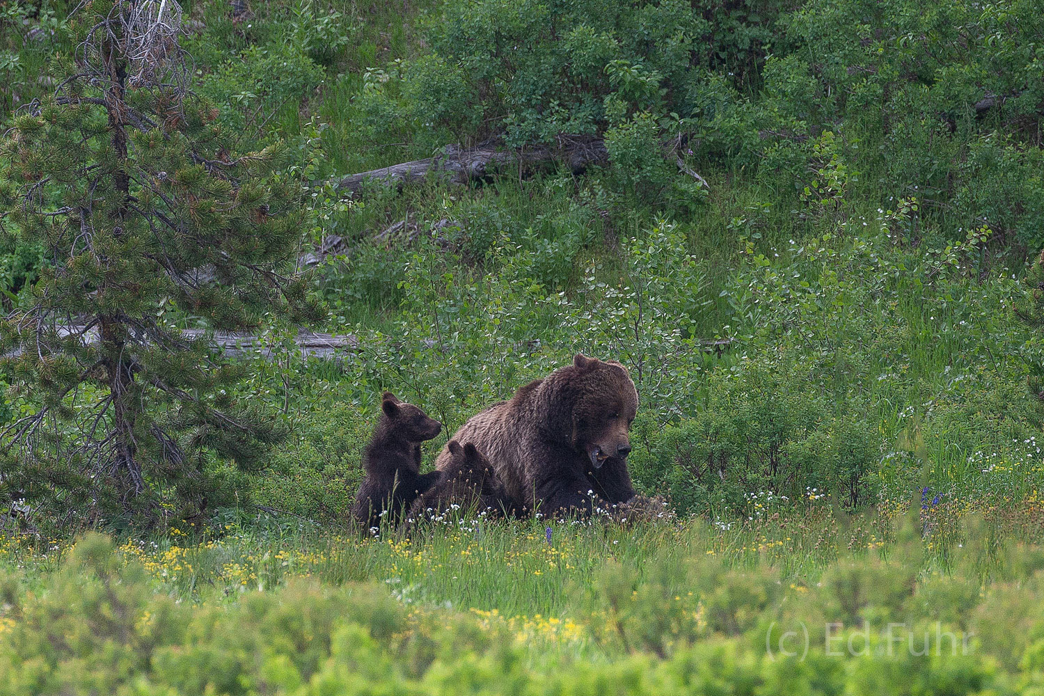 Grizzly 399 Smackdown II Grizzly moms, like 399, know the importance of administering swift and firm lessons to wayward cubs.