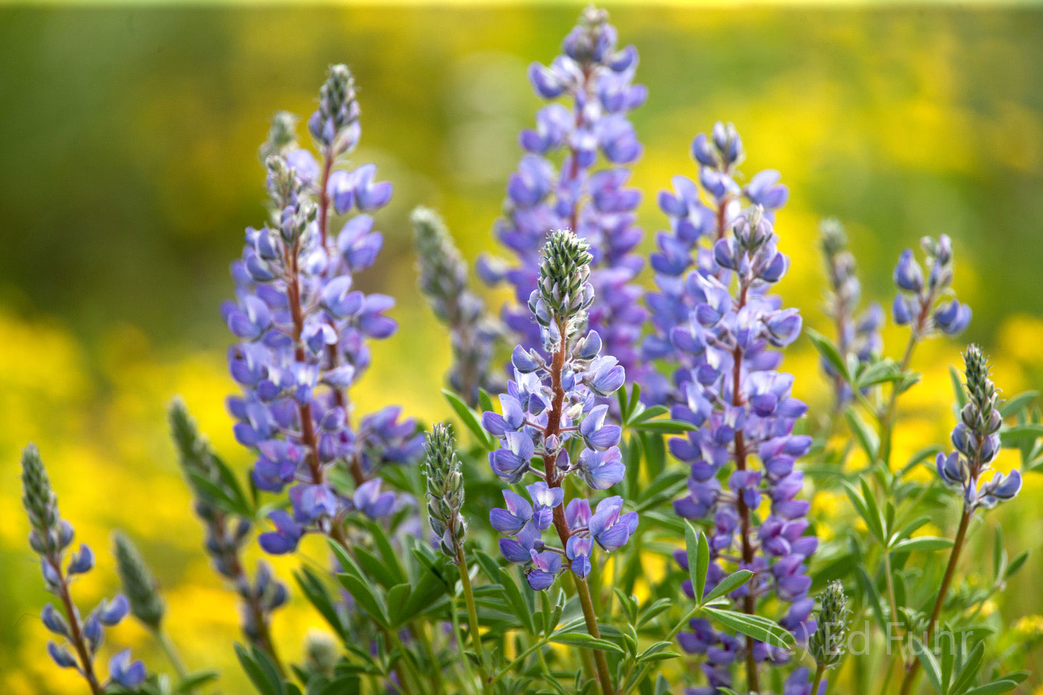 Teton Lupines Lupines bloom amidst a field of bitteroot.