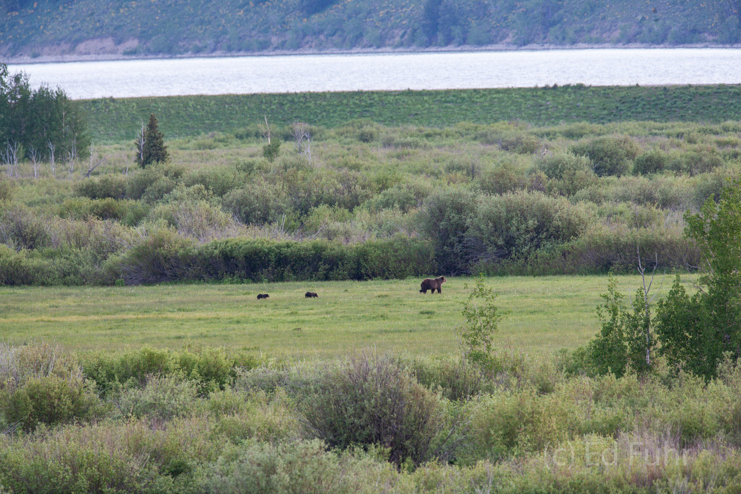 Grizzly 610 stalks elk in an open meadow near Willow Flats.  Not only are her two cubs anxious for success, but just out of view...