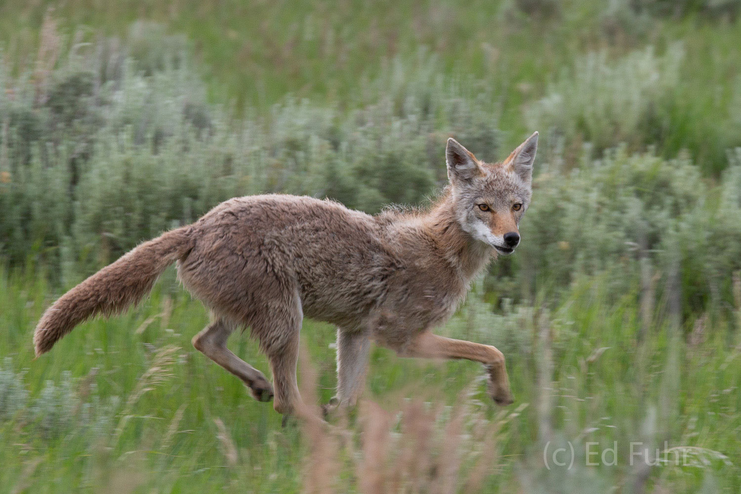 A coyote circles through the sage meadows to reach its den and young kits.