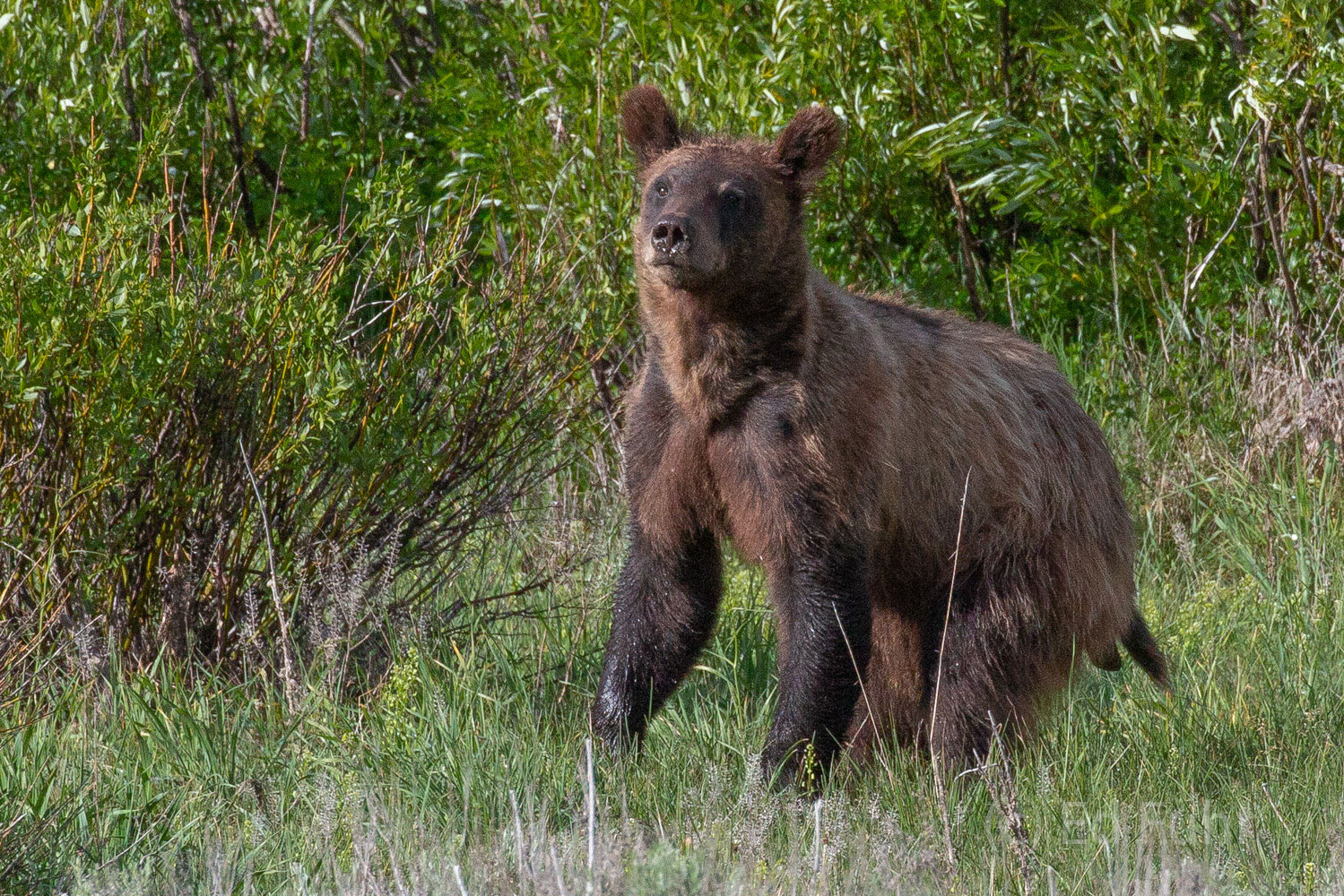 A grizzlyy cub crouches before standing tall.