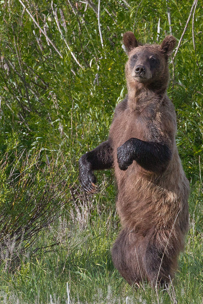 Grizzly cubs, like 610's, frequently stand to get a better view of their surroundings and to see over the grasses and sage.