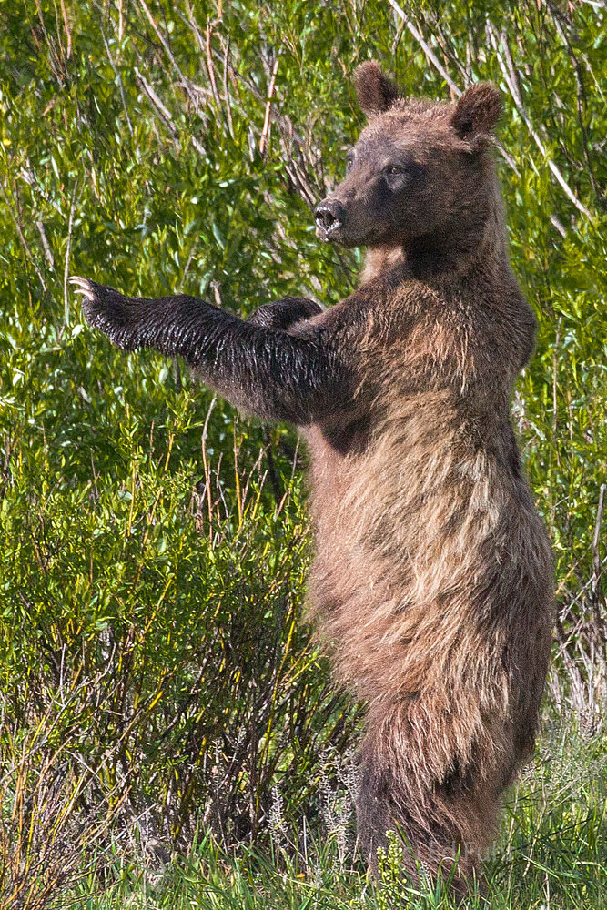 A grizzly cub of 610 stands in a meadow near willow flats and practices his moves.