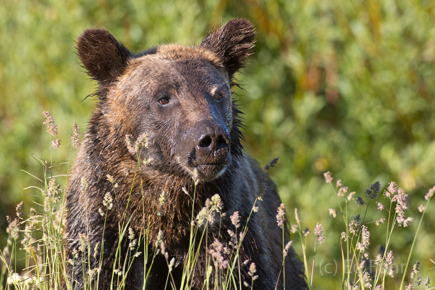 A grizzly cub, daughter of 610, breaks through a hole in the willow thicket with a wet and muddy face that gives proof to what...