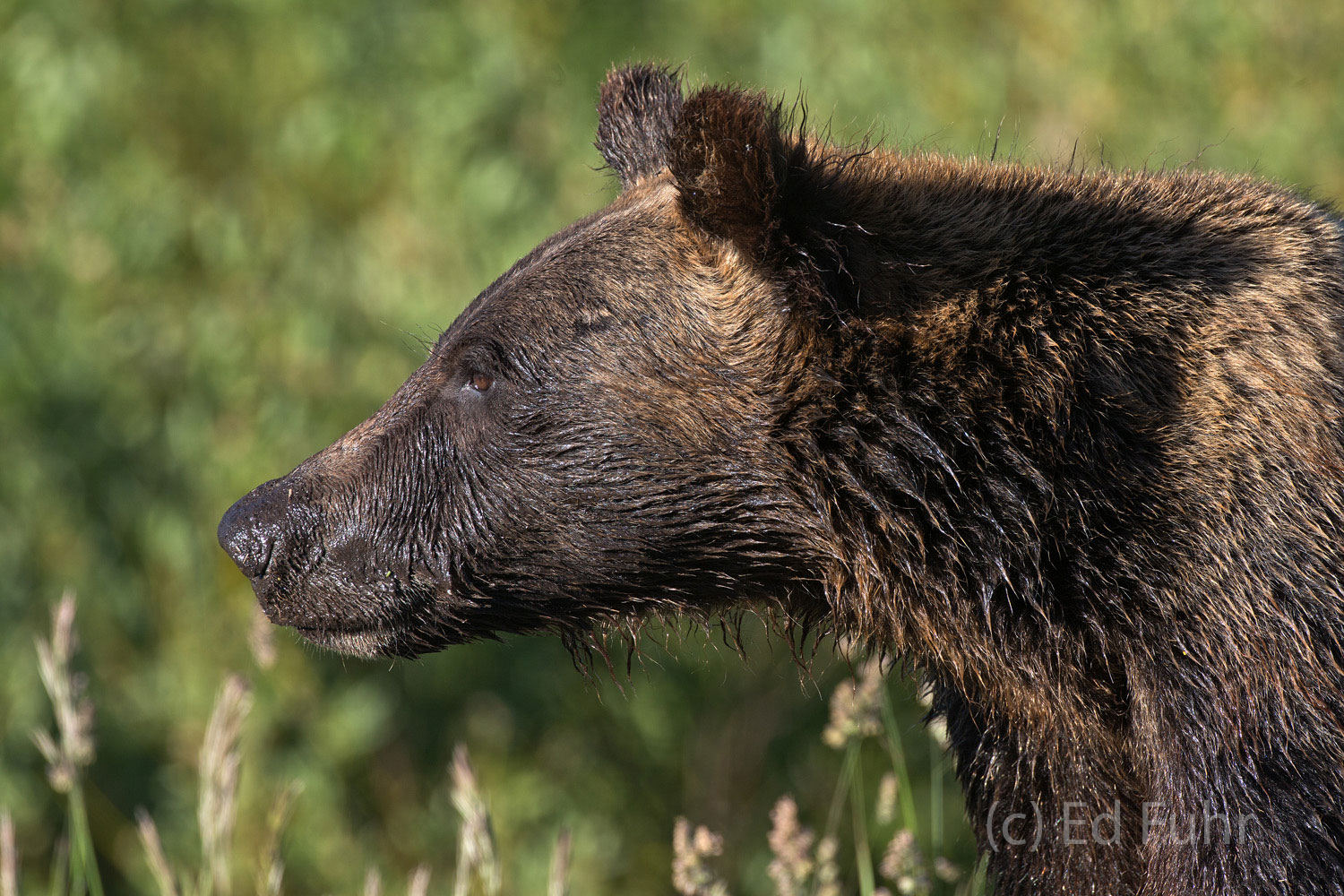 Wet from a morning grazing and digging, one of gtizzlyy 610's cub's peers across the meadow.