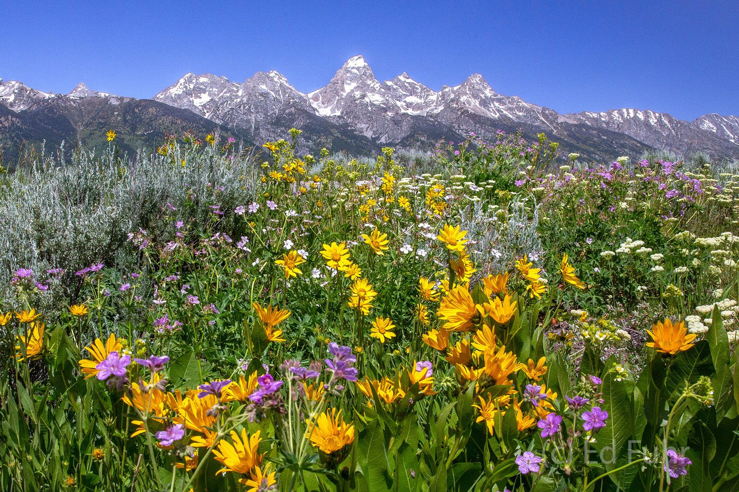 A bank of wildflowers lines the highway in early summer near the Grand Teton range.