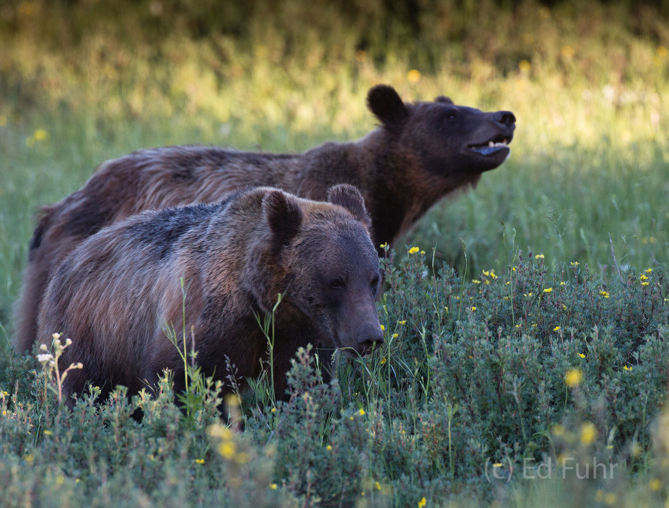 Grizzly's 610'ss two cubs forage on grasses and wildflowers, 2013.