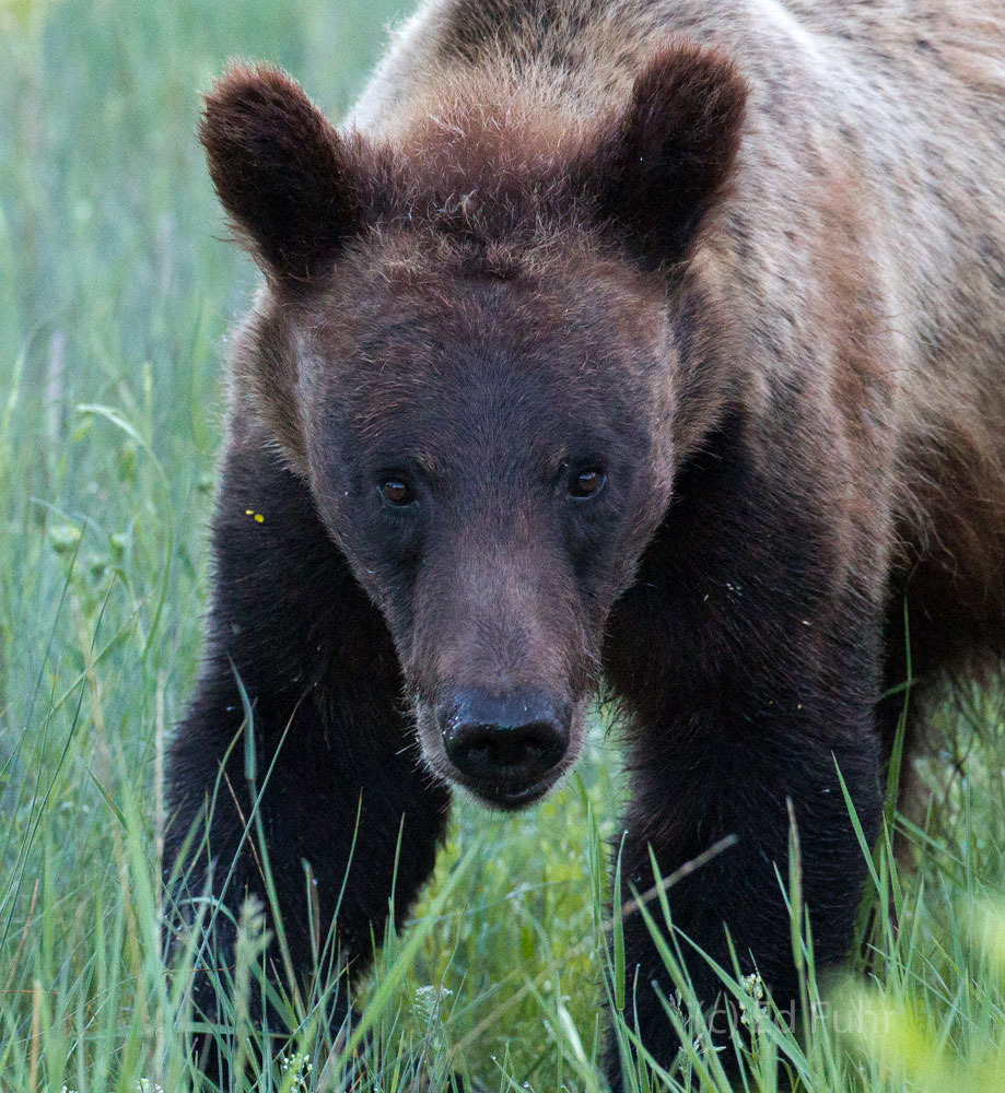 610  Grizzly Cub, 2013.