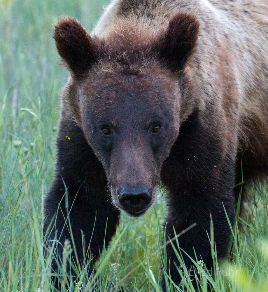 A Pretty Face 610 Grizzly Cub, 2013.