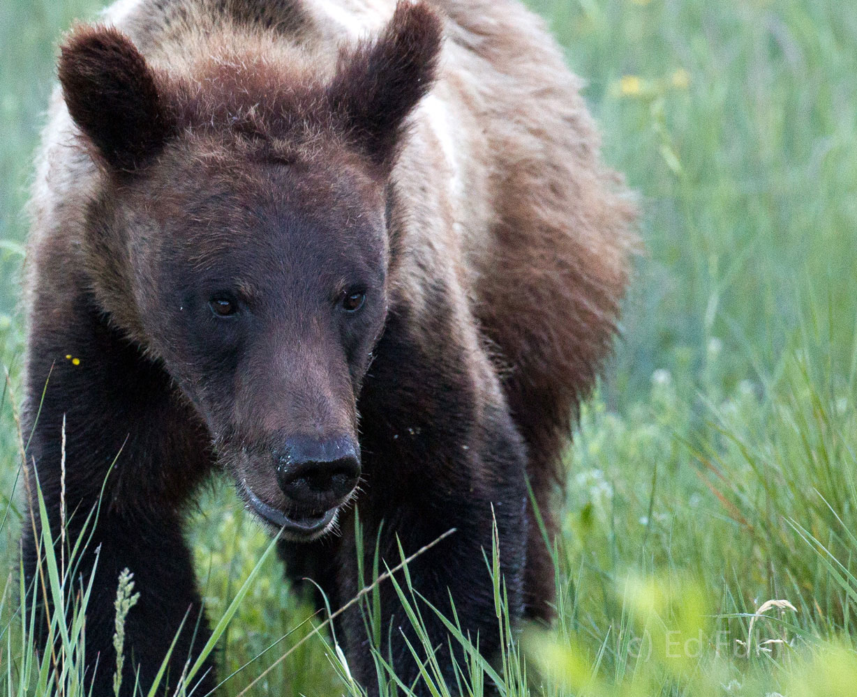 A close encounter with one of grizzly 610's cubs (from the safety of my parked truck).
