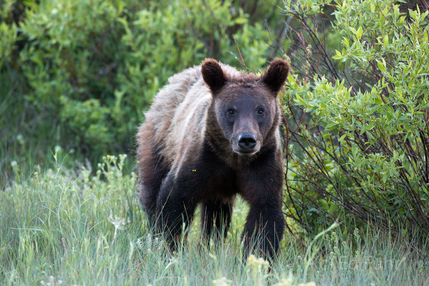 A cub of Grizzly 610, a daughter of Grizzly 399, pauses in her search for mom.