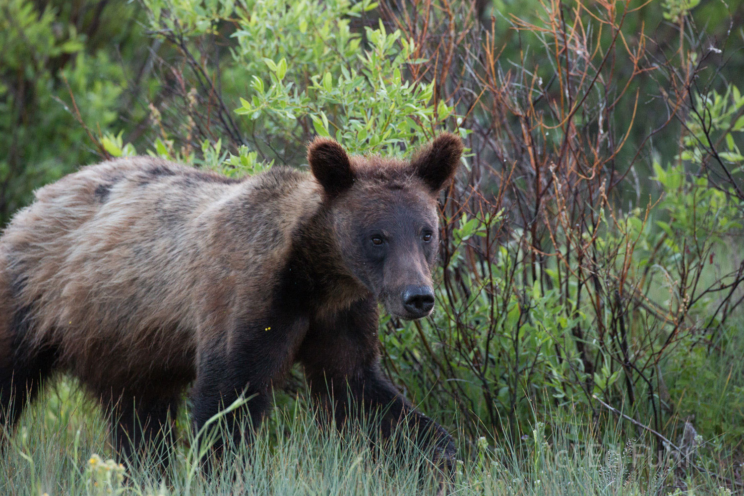 One of grizzl 610's cubs walks quickly along a willow thicket.