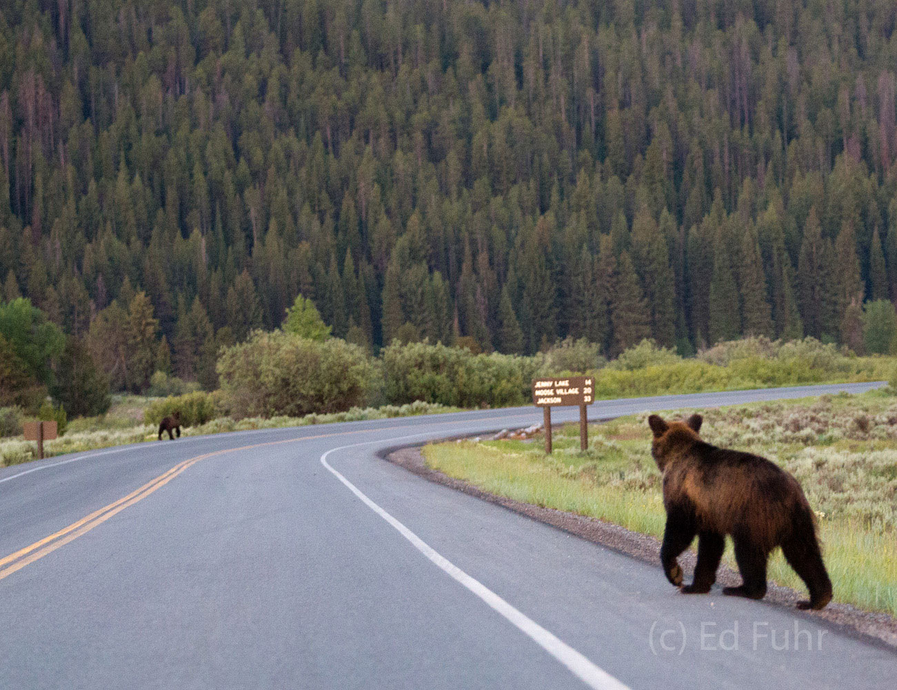 Two of grizzly 610's cubs scatter.