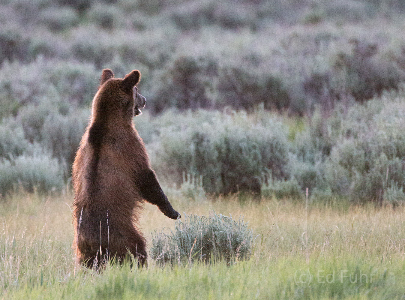 A cub stands in alarm, looking for 610 who has disappeared.