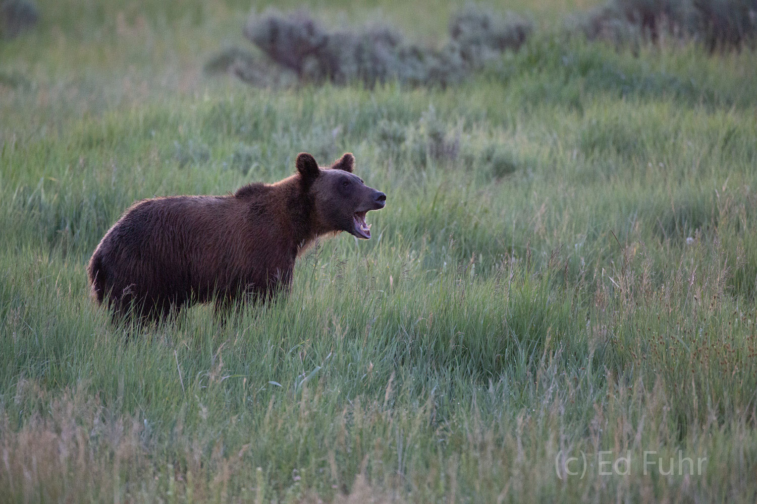One of grizzly 610's cubs cries in distress after mom and her two sblings scatter after smelling an another approaching grizzly...