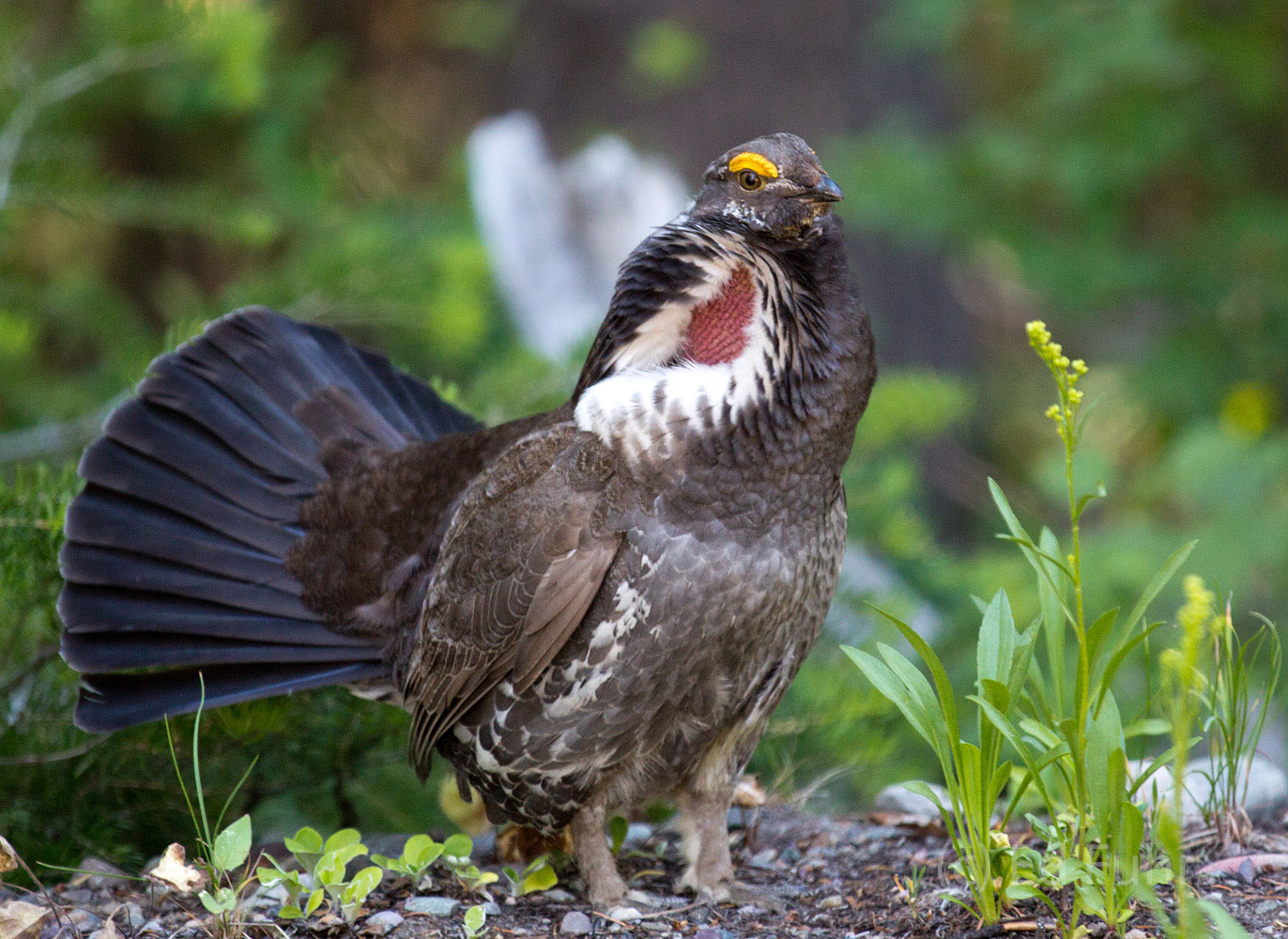 A large, dark forest grouse closely related to the Sooty Grouse, this Dusky Grouse prefers the woodland edges near open meadows...