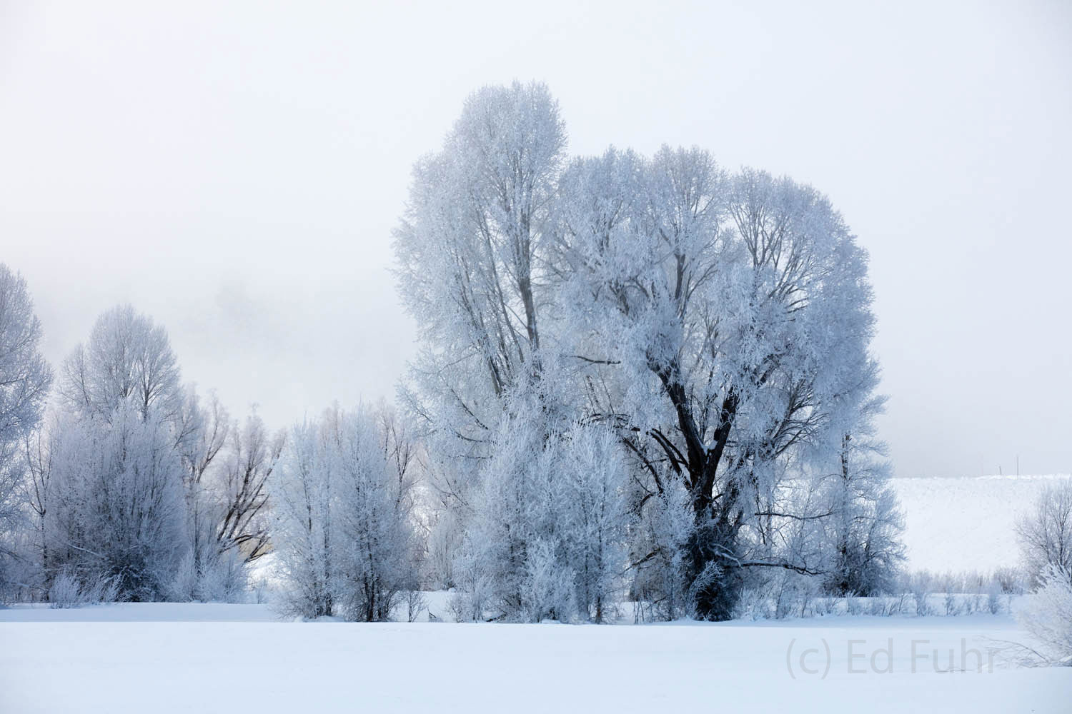 Cottonwood Winter Frosted Cottonwoods