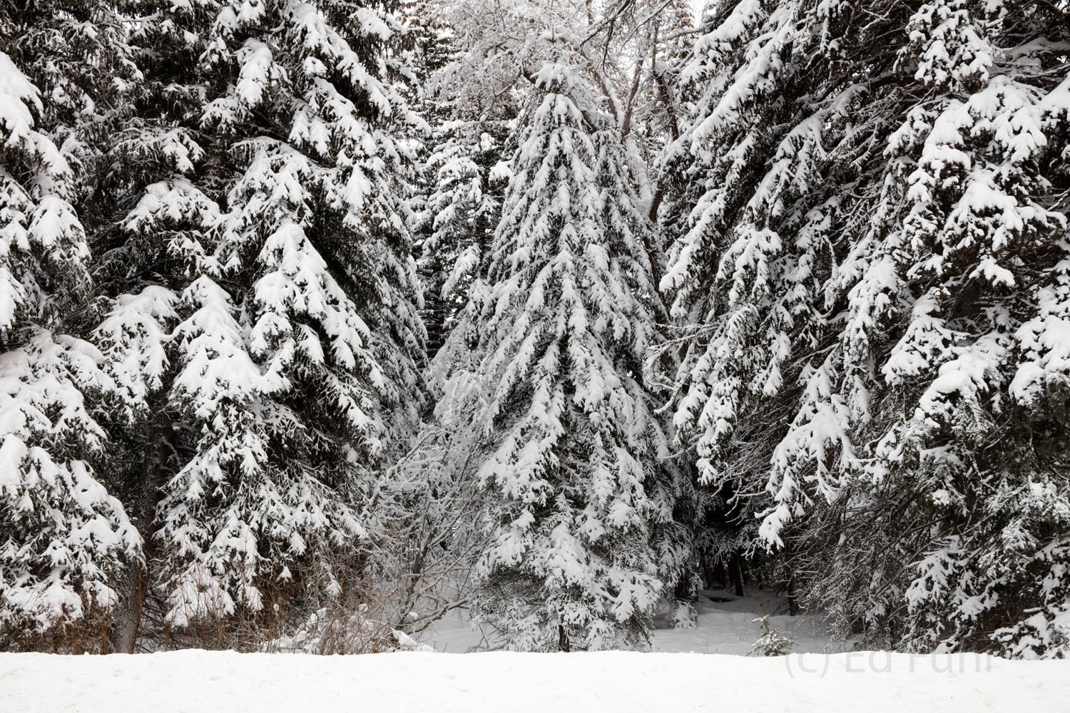 Snowy Woods Deep Woods