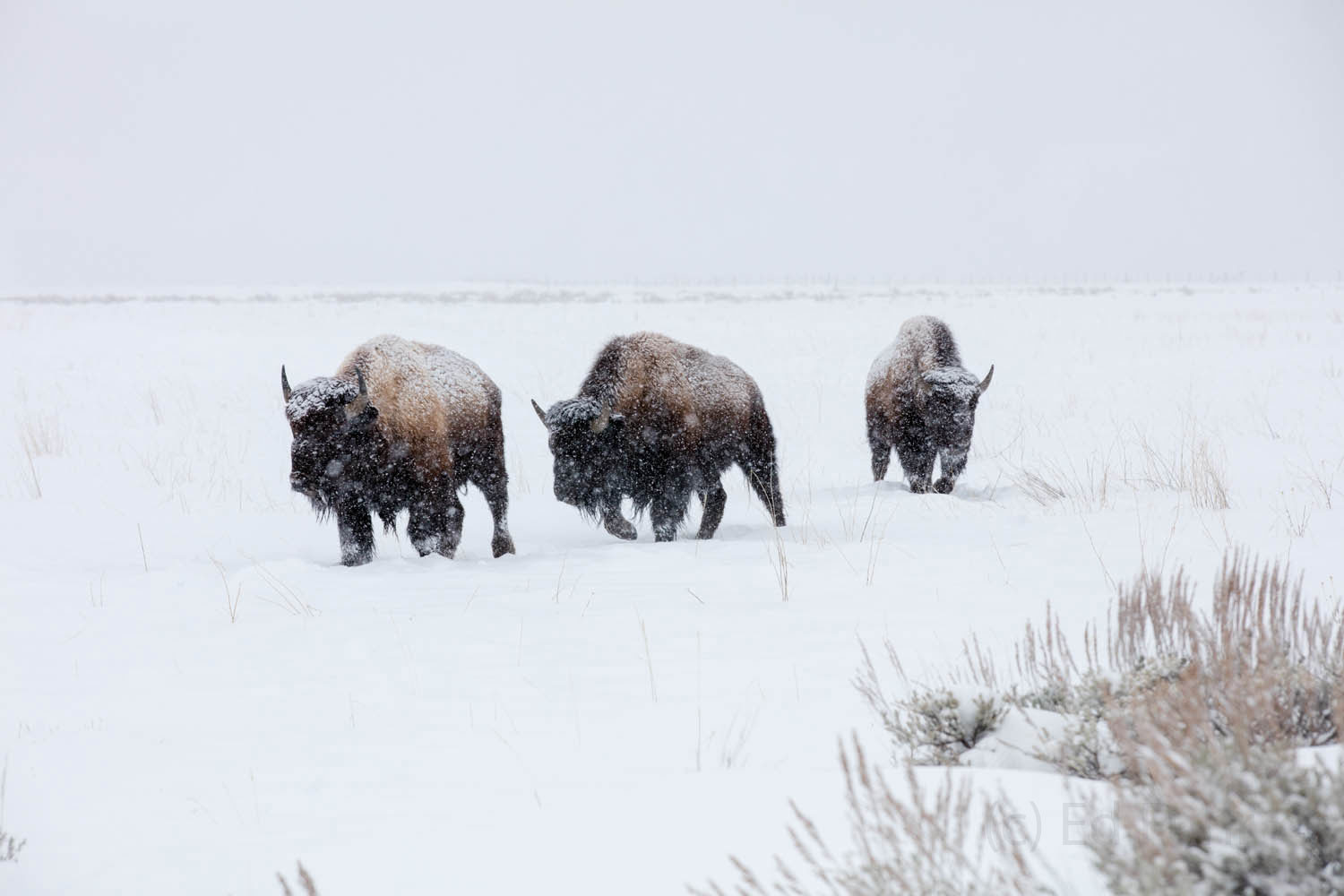 Three Bison On a Walk Trudging