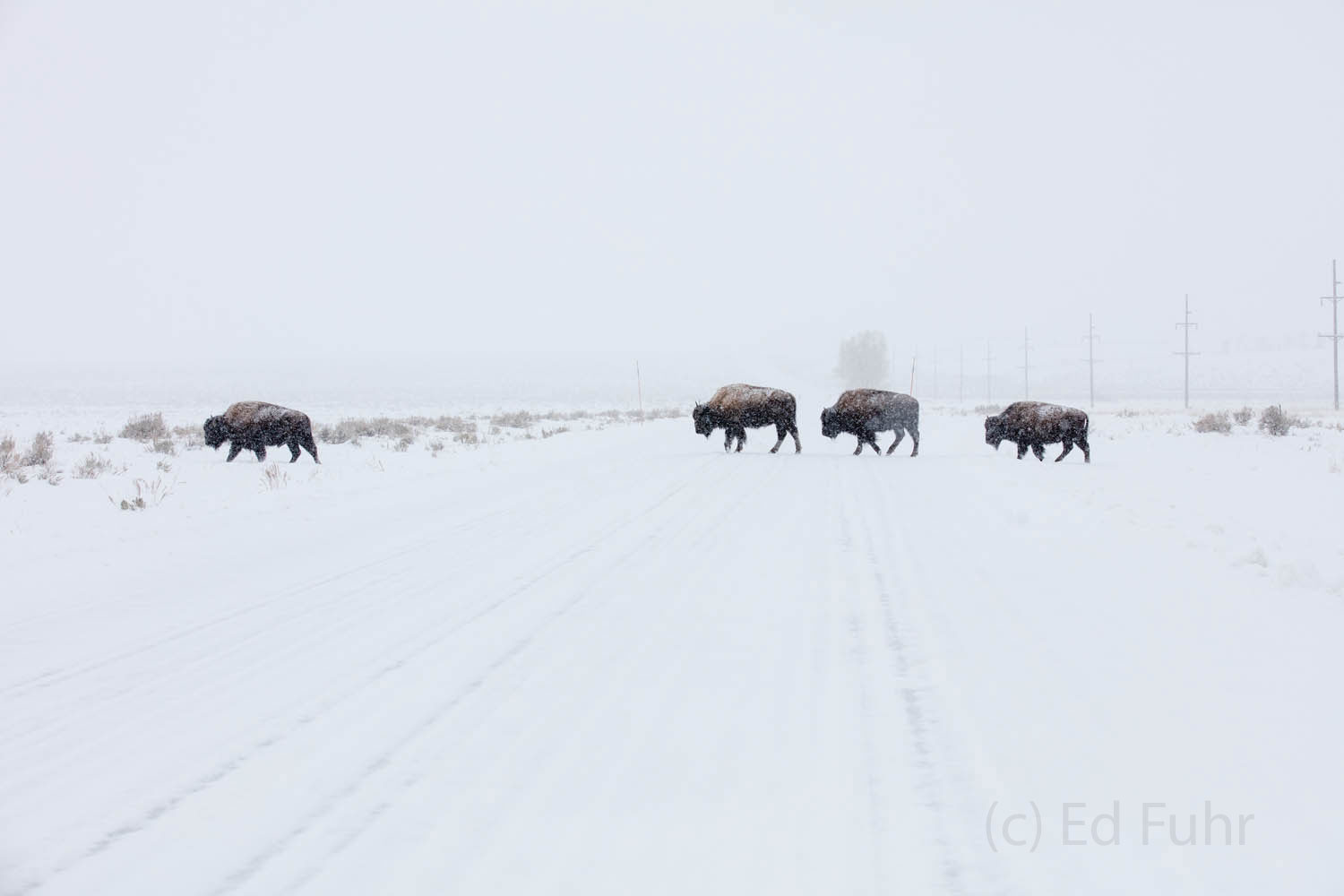 The March Bison March