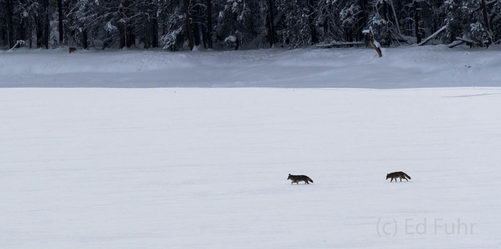 Surprise Wolves at Oxbow Bend