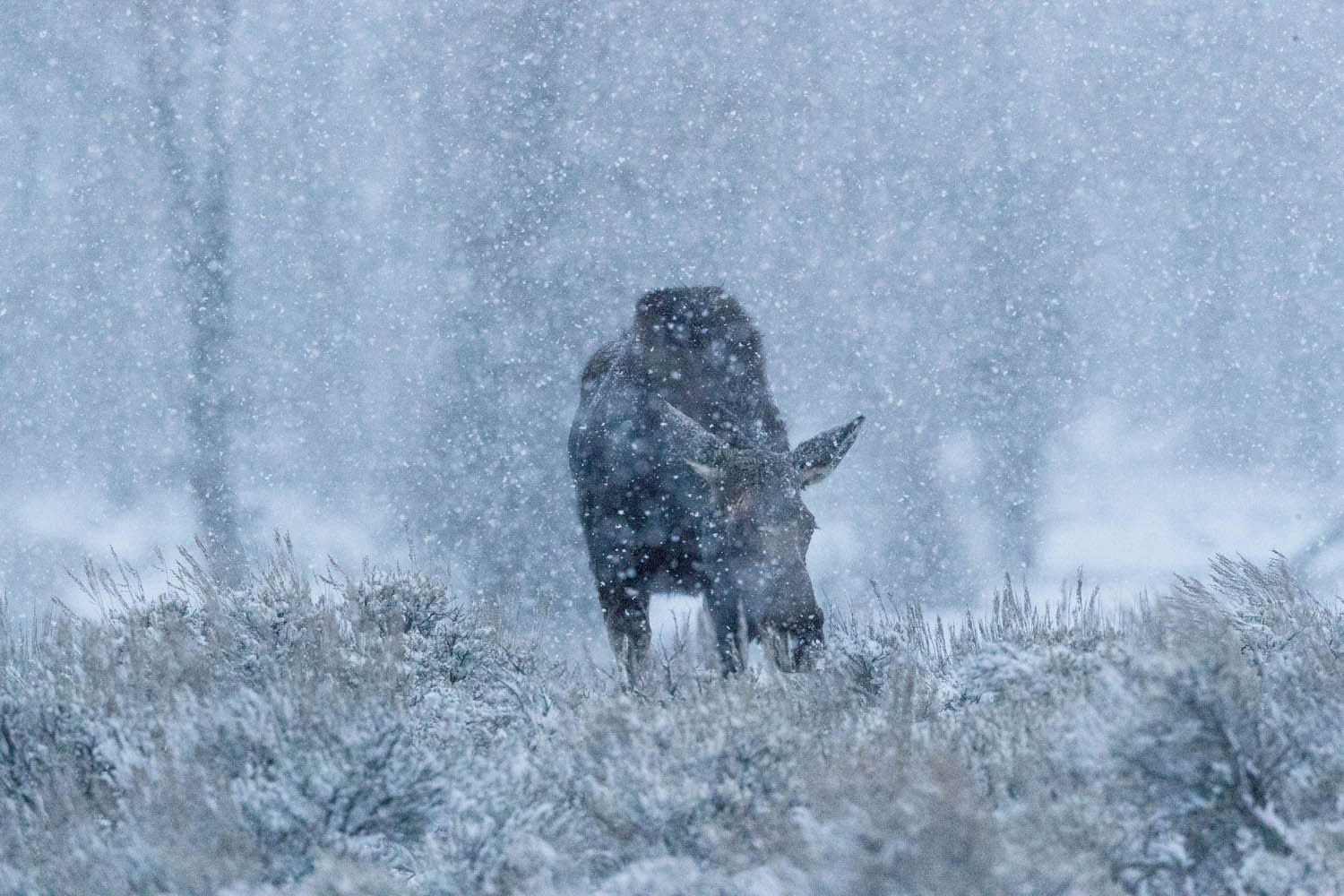 Snow Feed Moose Feeding