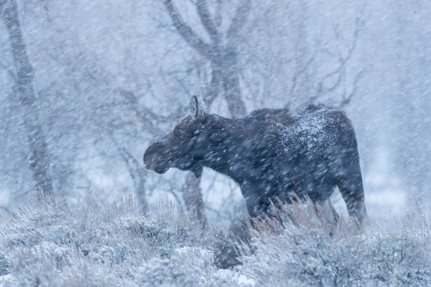 Moose Forages in Heavy Snow