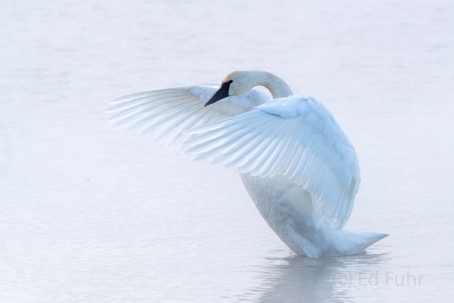 A tundra swan beats its wings after preening