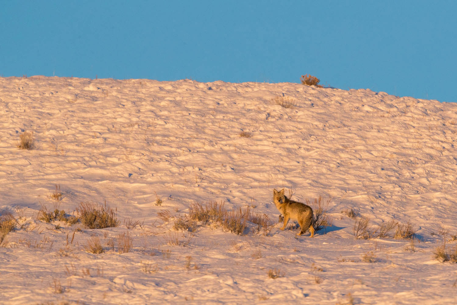 A wolf watches near the pack's elk kill