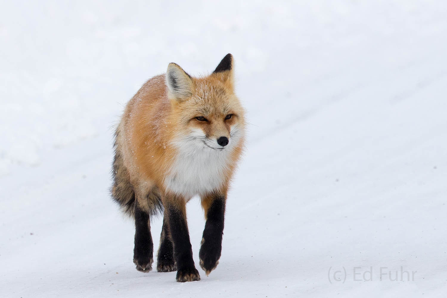 A red fox strolls decisively down this packed trail
