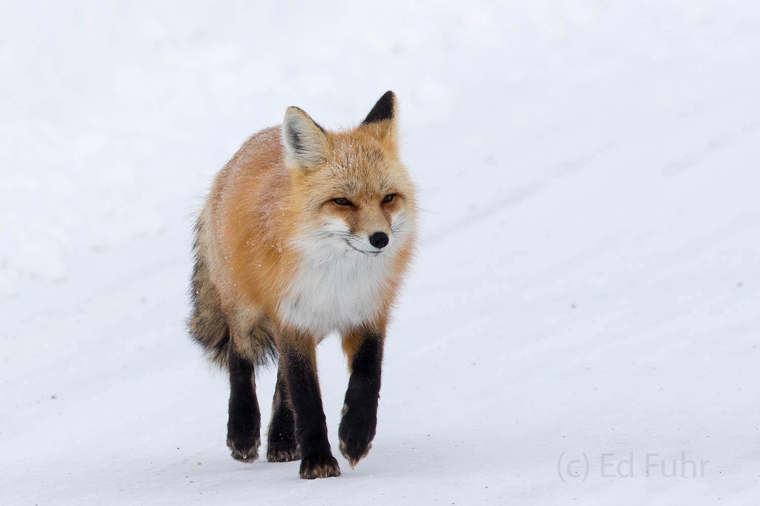 Red Fox Saunter A red fox strolls decisively down this packed trail