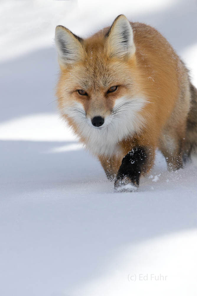 A hungry red fox begins his daily hunt for survival