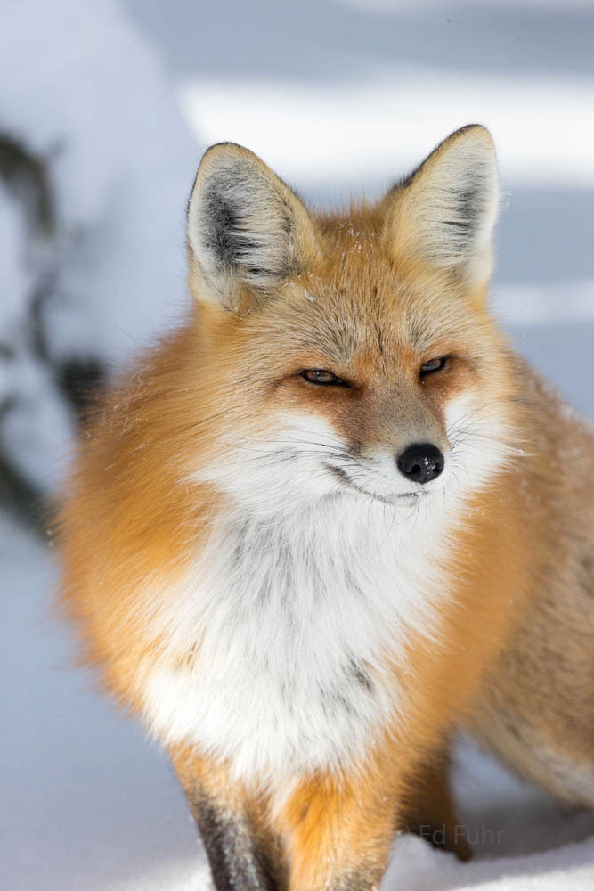 A red fox puffs up to keep warm from the below zero temperatures